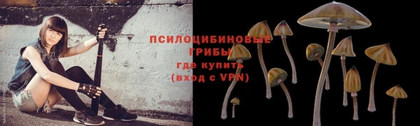 прущие грибы Новокубанск